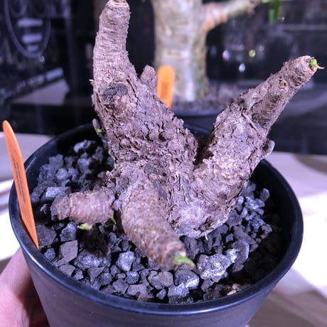 euphorbia     itremensis  《size  L》