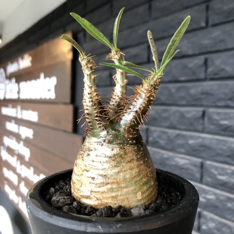 pachypodium gracilius《大きめS size》希少一部green&brown肌※現地球発根後店主国内管理2年株※ぼってり&特化したカラーが堪らない※mad black pot植え