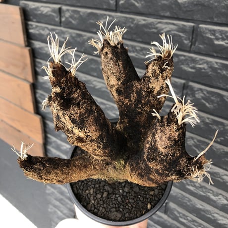 xerophyta  trichophylla《S size》※現地球発根済株※驚愕強靭株※枝振り良くスマートなweightもlow‼︎かわいい小振りサイズ※mad black pot植え