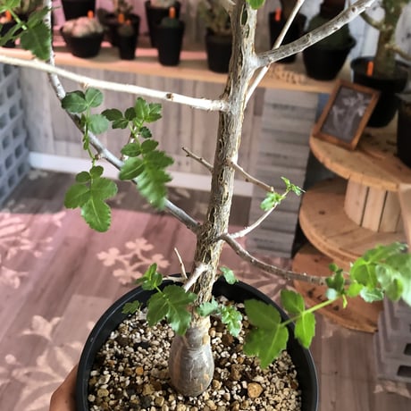 bursera  fagaroides《L size》
