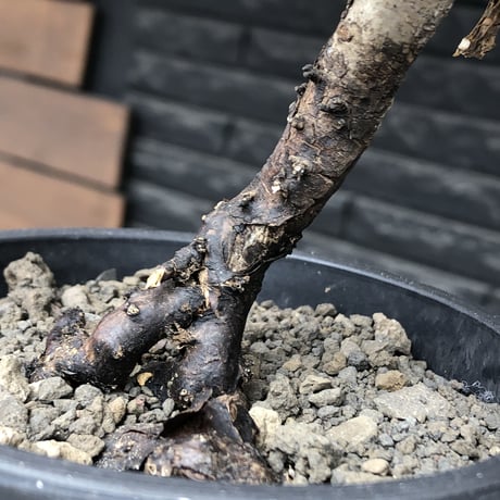 sarcocaulon  vanderietiae《大きめM size》※現地球発根後店主国内管理3年株※希少春秋型種‼︎良樹形な幹上がり仕立ての一株※mad black pot植え