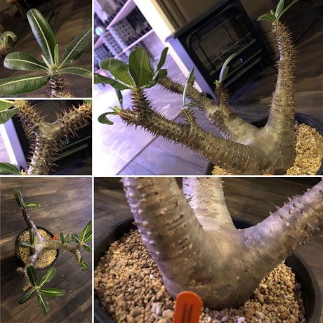 packypodium  roslatum  var.horombense《L L size》※発根済み株
