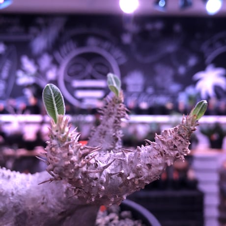 packypodium  cactipes《M  size》白肌※現地球発根済株※背中に現地での味わい深い枝折れ傷があり流れるようなbalanceの白肌カクチ※mad black pot植え