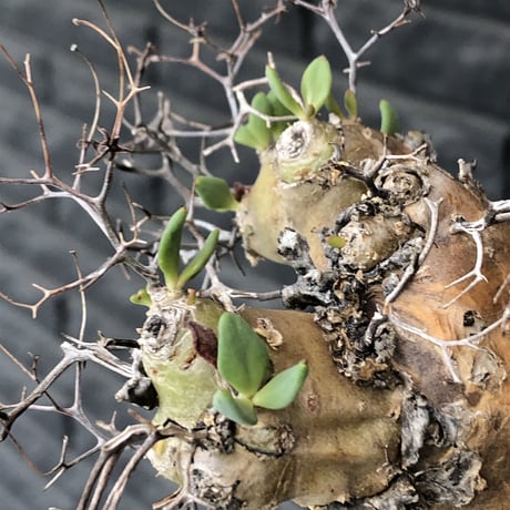 tylecodon  reticulatus《大きめM size》※現地球発根済株※店主国内管理3年株※weight低く幹も太い‼︎wild過ぎでimpact絶大‼︎※mad black pot植え