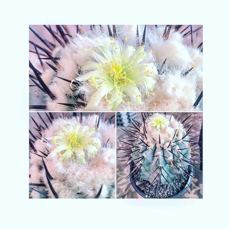 copiapoa   cinerea  黒王丸《L size》※現地球発根済株※店主国内管理6年株※king of cactus‼︎※mad black marble bowl pot植え