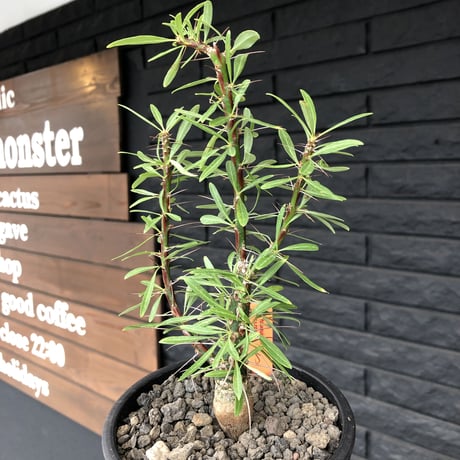 fouquieria  purpusii《大きめM size》希少大きめ株※現地球発根済株※株元大きめのbalance＆肌質＆特化した美しい柄‼︎オススメ株※mad black pot植え