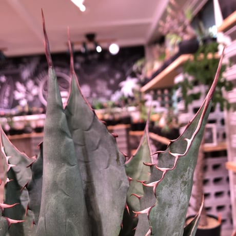 agave     parrasana  globe《大きめL  size》※発根済株※店主国内管理5年株※大変締まり&balance&size感と三拍子揃ったwild極美株※浅鉢植え