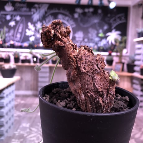 pelargonium  triste《M size》