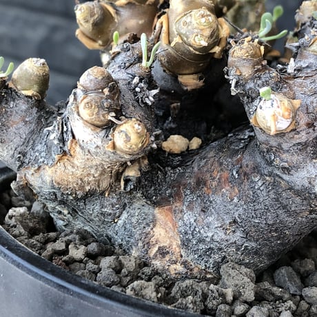 othonna  euphorbioides《L size》black肌※現地球発根後店主国内管理5年株※極太低重心&ボコボコ半端なき枝振りが堪らない良樹形※mad black pot植え