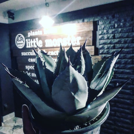 agave    parryi（L  size）インスタグラム掲載株‼︎