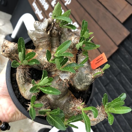 pachypodium brevicalyx《L size》※現地球発根後店主国内管理5年株※枝振り良く全体バランスも良きブレビらしい低重心※mad black bowl pot植え