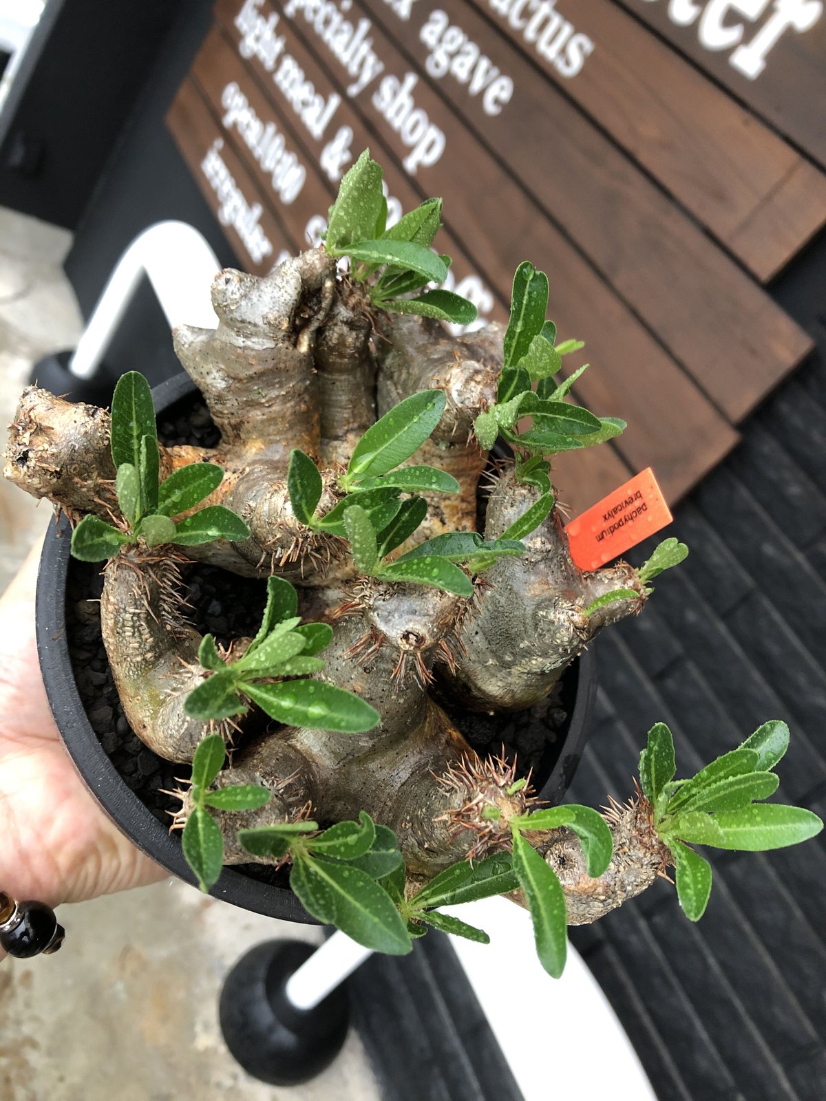 pachypodium brevicalyx《L size》※現地球発根後店主国内管理5年 pachypodium brevicalyx《L size》※現地球発根後店主国内管理5年