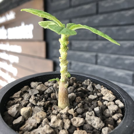 希少‼︎ dorstenia   gigas《大きめS size》littmon  seed🌱（実生株）※今季成長&枝振りに期待できる将来有望人気者ギガス※mad black pot植え