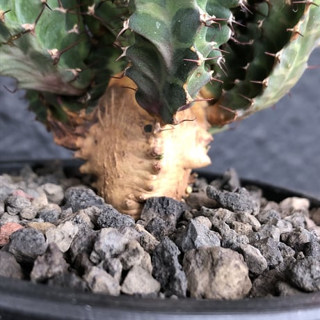 euphorbia  tortirama《L size》※極上株‼︎極太多肉質葉をwildに捻りながら展開‼︎寒さにも強い強靭トルチラマ‼︎花付きも良く激オススメ株※mad black pot植え