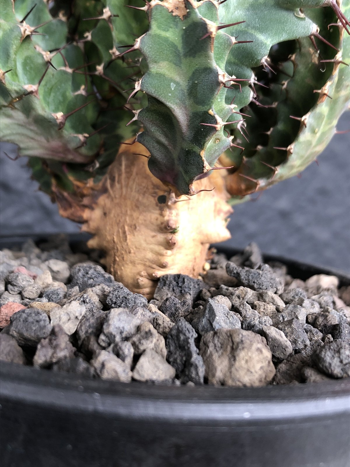 euphorbia tortirama《L size》※極上株‼︎極太多肉質葉をwildに捻 euphorbia tortirama《L size》※極上株‼︎極太多肉質葉をwildに捻
