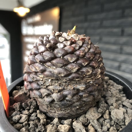 euphorbia  bupleurifolia《大きめM size 》※激まん丸株※現地球発根後店主国内管理5年株※ボコボコ肌に個体差としての球体感が堪らない一株※mad black pot植え