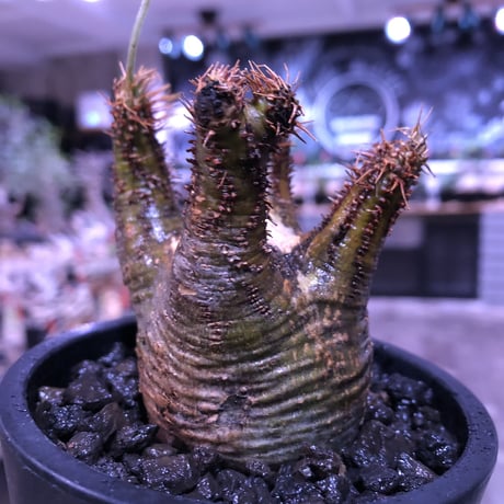 pachypodium  gracilius《大きめS size》希少green肌ぼってり樹形※現地球発根済株※店主国内管理2年株※weight＆枝振り良き将来有望株※mad black pot植え