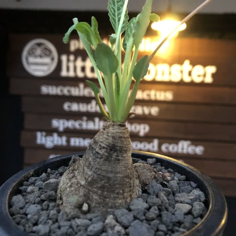 euphorbia  fishbone《小さめ M size》※現地球株発根済※激希少‼︎今や流通少なきフィッシュボーン※mad black pot植え