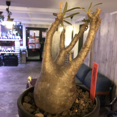 packypodium  gracilius《小さめM size》※現地球発根済株※店主国内管理3年株※compactなサイズ感のかわいいグラキ‼︎※mad black bowl pot植え