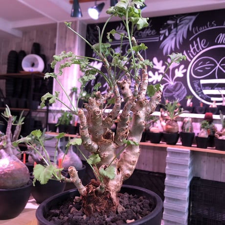 pelargonium   crithmifolium《L size》※塊根部分から芽吹き年々樹形がボコボコと変化しギザギザ葉も可愛い冬型 ※mad black pot植え