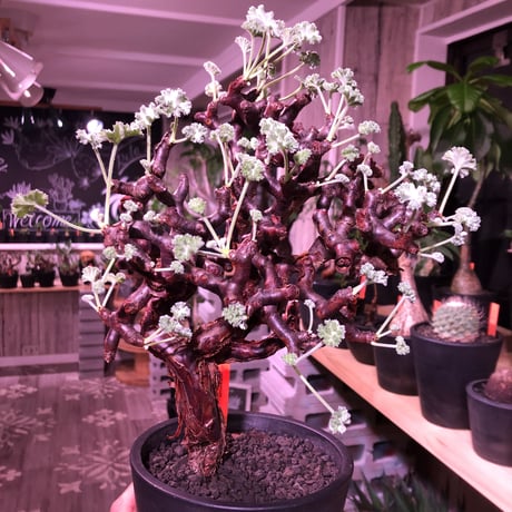 pelargonium  mirabile《L L size》※国内7年  店主管理株  幹上がり仕立てのpremiumミラビレ🌱  ※mad black pot植え