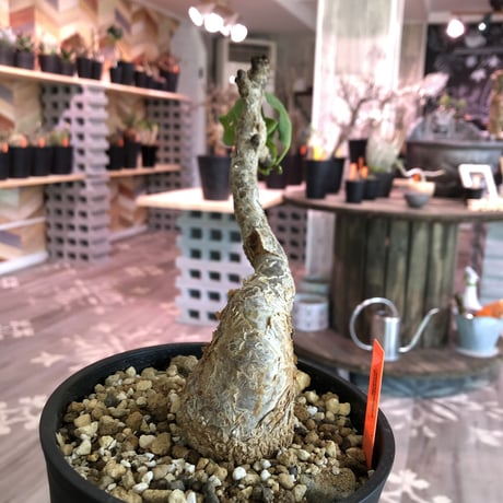 commiphora    guidotti《M  size》