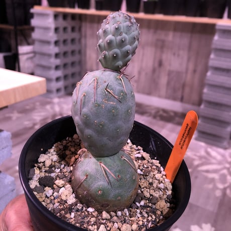 tephrocactus   geometricus《M size》