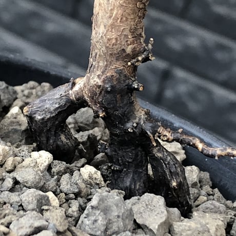 sarcocaulon  vanderietiae《M size》※現地球発根後店主国内管理3年株※希少春秋型種‼︎コンパクトで幹上がり仕立ての一株※mad black pot植え