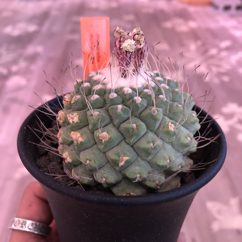 strombocactus 菊水《L size》bigで木質化した一部を持つ球体 strombocactus 菊水《L size》bigで木質化した一部を持つ球体