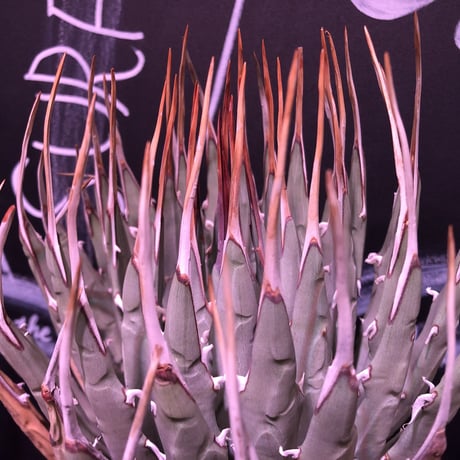 agave    utaensis  eborispina《L L size》