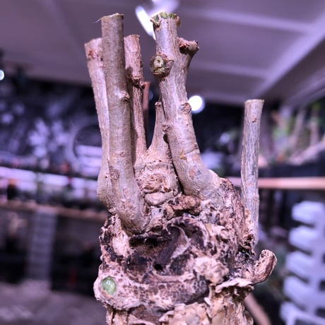 euphorbia    mahabobokensis《L size》驚愕激希少種※マダガスカルのマハボボカ村のみに自生する希少大株※激オススメ株※限定１株