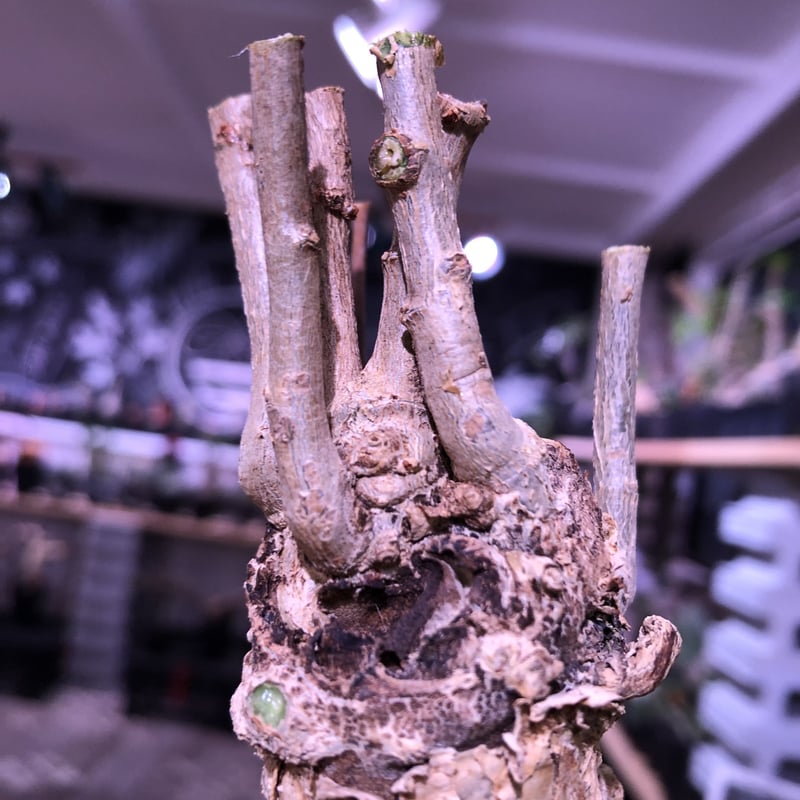 euphorbia mahabobokensis《L size》驚愕激希少種※マダガスカ