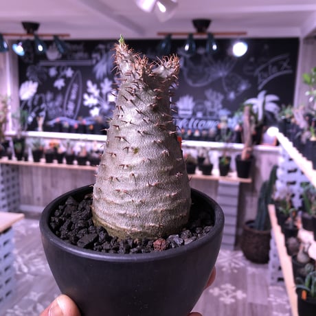 packypodium  gracilius 《M size》  現地球  発根済み株   mad black bowl pot植え（限定①株）