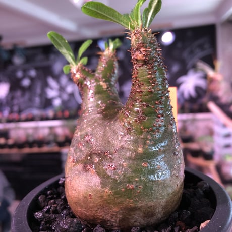 pachypodium  gracilius《小さめM size》希少green肌＆ニ頭枝株※現地球発根済株※店主国内管理2年株※極色もニ頭枝も樹形も三拍子※mad black pot植え