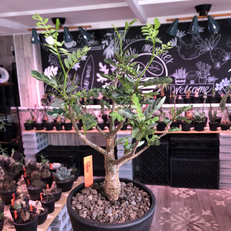 senna meridionalis《 M size》※現地球発根済株※大変幹の色が senna meridionalis《 M size》※現地球発根済株※大変幹の色が