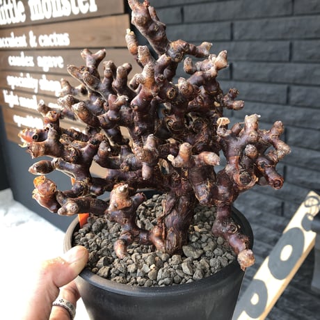 pelargonium  mirabile《L L size》※国内10年 店主管理株‼︎ mad black pot植え