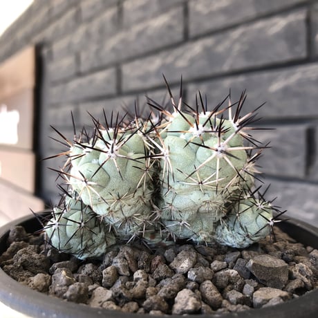 ortegocactus macdougallii《L size》※現地球発根後店主国内管理5年株※美しくもエグい群生極美株‼︎※mad black bowl pot植え