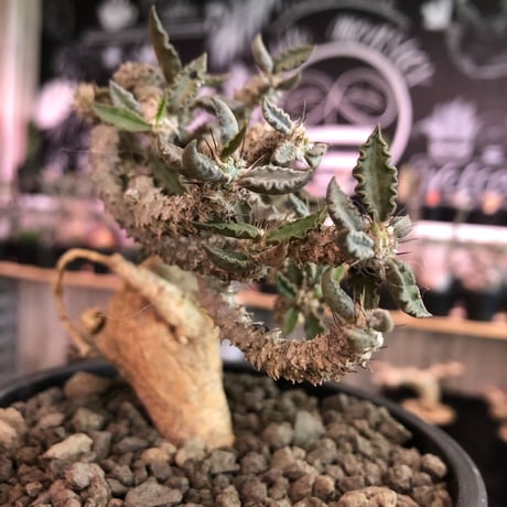 euphorbia tulearensis《大きめM size》※大きめの塊根を持つ希少性高きユーフォルビアの上、全体balanceも良き将来有望株‼︎※mad black pot植え