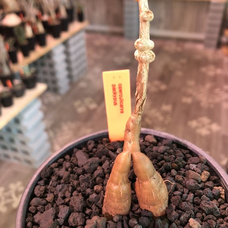 opercullicarya   packypus  littmon  seed🌱 《3年半株》幹も太く‼︎&枝振り樹形良きパキプス‼︎※mad black bowl pot植え※限定2株