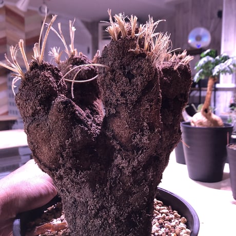 xerophyta   trichophylla《L L size》
