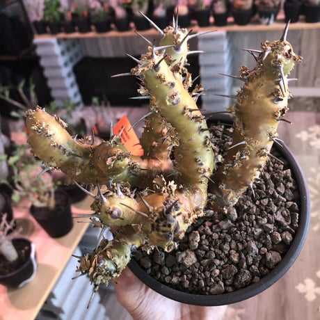 sarcocaulon crassicaule《 大きめL size》※極太且つ多枝振りなwild強刺‼︎美大輪の白花が堪らない‼︎最高枝振りbalance※mad black bowl pot植え