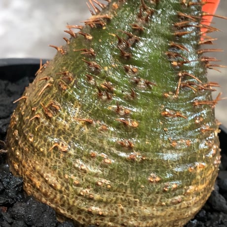 pachypodium gracilius《小さめM size》※現地球株発根済※とびきり球体感強きgreen肌で堪らなくかわいい一株‼︎※black bowl pot植え