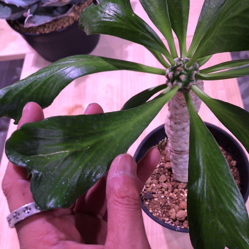希少 オールド オベサ 大 王冠 良形 美株 塊根植物 希少 オールド オベサ 大 王冠 良形 美株 塊根植物