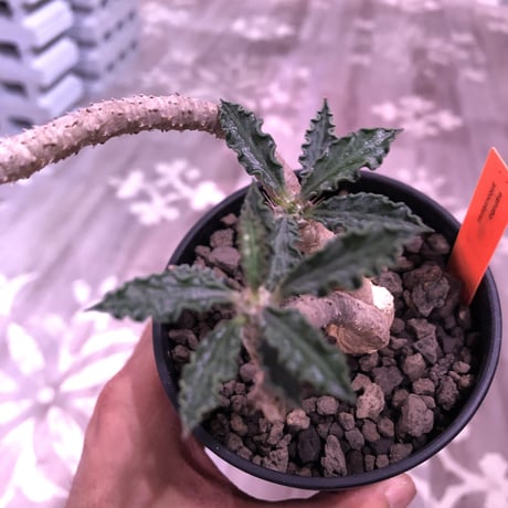 euphorbia     ambovonbensis《M size》激おススメ株‼︎