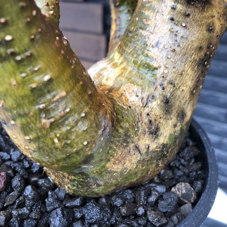 pachypodium makayense《L size》三分頭株green &gold肌&現地焼け※現地球発根後店主国内管理5年株※えげつない極wild※black bowl pot植え