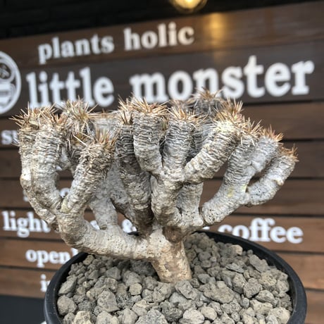euphorbia  guillauminiana《M size》※現地球発根済株※店主国内管理4年株※溶岩質の土壌育ちの現地球株らしいwild表皮＆良枝振りが堪らない※mad black pot植え