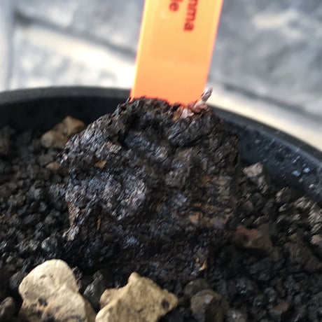 cyphostemma adenocaule《 大きめM size》※現地球発根後店主国内管理3年株※希少種‼︎小振りでも黒味が強く味深き表皮ごwildな一株※mad black pot植え