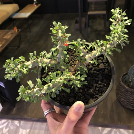 sarcocaulon   patersoni（Ｌ size）大変樹形 balanceも良く、本来の理想の樹形通りに成長してくれています。#mad black pot植え‼︎