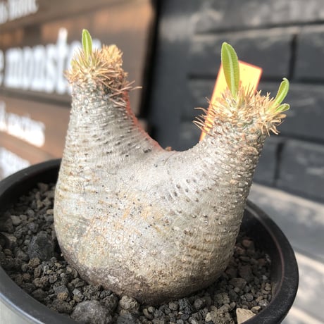 pachypodium gracilius《大きめS size》※極短枝ぼってり株※現地球発根後店主国内管理3年株※極短枝且つぼってり愛くるしい一株※mad black pot植え