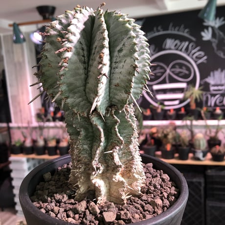 euphorbia    horrida《極太M size》※現地球発根済株※大変木質化も進み強刺で刺々しさ半端なきホリダ※mad black pot植え